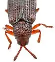 Glyphuroplata uniformis - photo 5