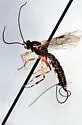 Glypta fumiferanae