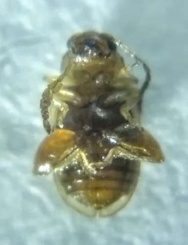 Glyptina atriventris