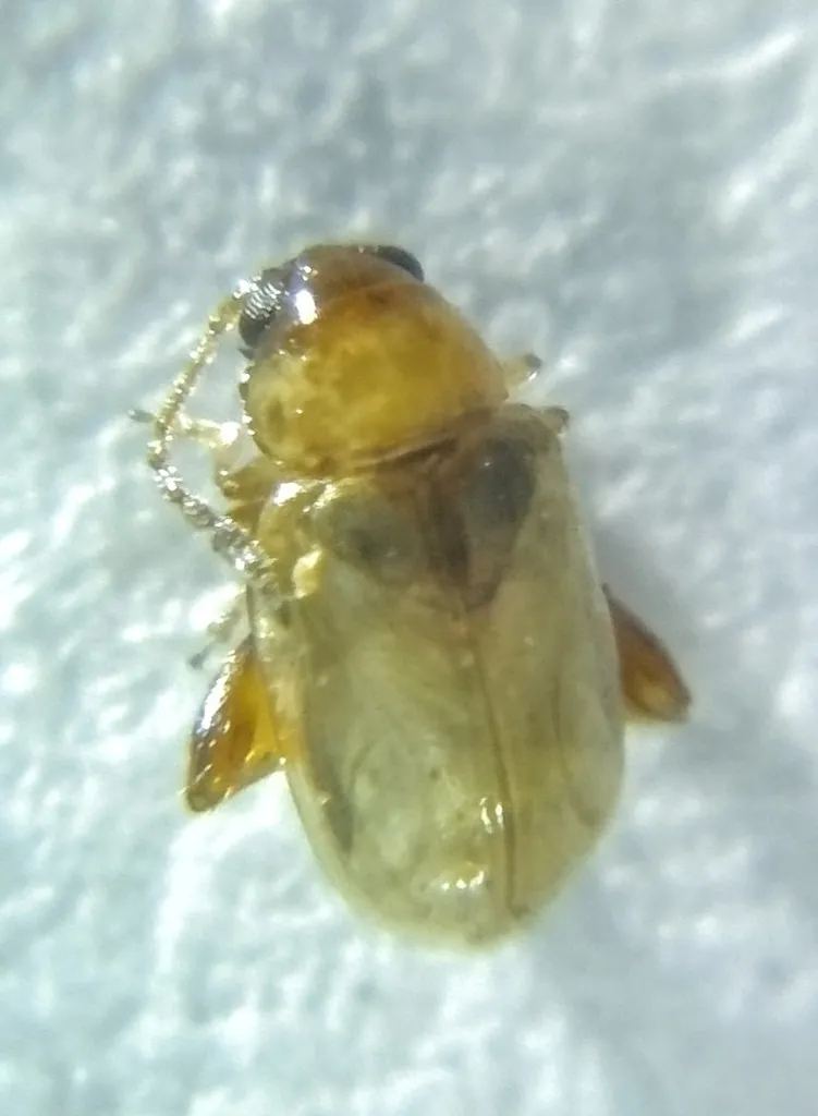Glyptina atriventris - photo 2