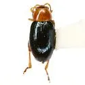 Glyptina bicolor