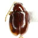Glyptina brunnea