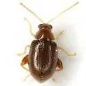 Glyptina brunnea - photo 2