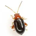 Glyptina cyanipennis