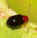 Glyptina cyanipennis - photo 2