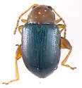 Glyptina cyanipennis - photo 3