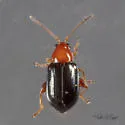Glyptina cyanipennis - photo 4