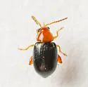 Glyptina cyanipennis - photo 5