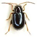 Glyptina nivalis