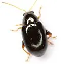 Glyptina nivalis - photo 2