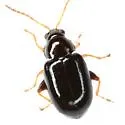 Glyptina nivalis - photo 3