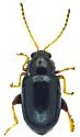 Glyptina nivalis - photo 4
