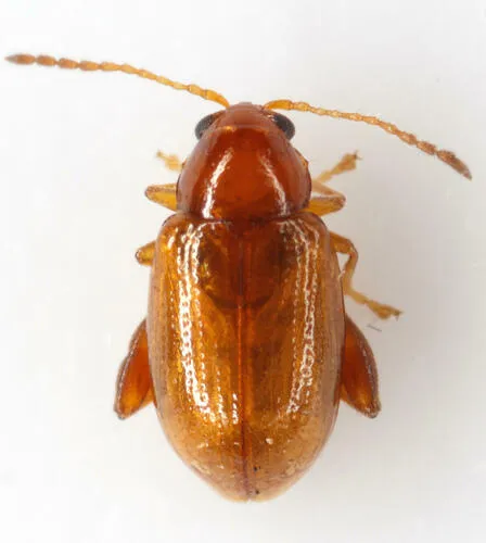 Glyptina spuria - Glyptina spuria