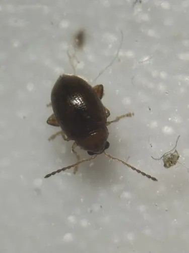 Glyptina spuria - photo 3