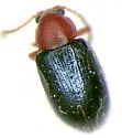 Glyptina texana