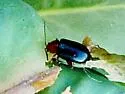 Glyptina texana - photo 2