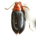 Glyptina texana - photo 4