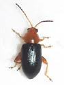 Glyptina texana - photo 5