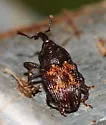 Glyptobaris lecontei - photo 2