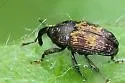 Glyptobaris lecontei - photo 4
