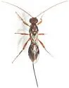 Glyptocolastes texanus