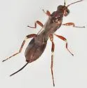 Glyptocolastes texanus - photo 2