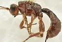 Glyptocolastes texanus - photo 4