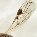 Glyptocolastes texanus - photo 5
