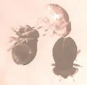 Glyptocombus saltator - photo 2