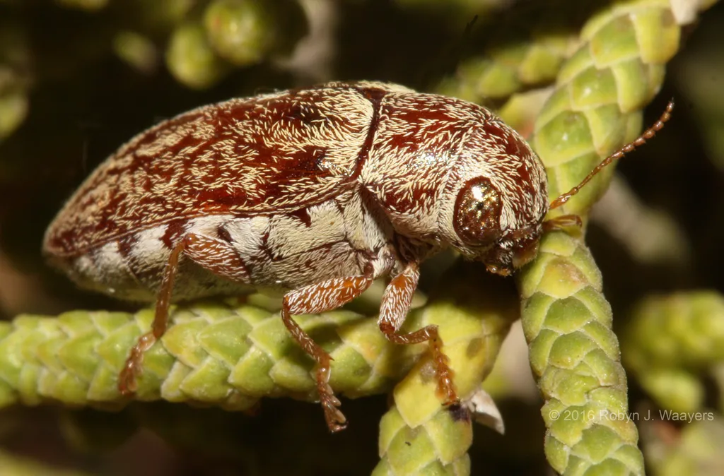 Glyptoscelimorpha juniperae
