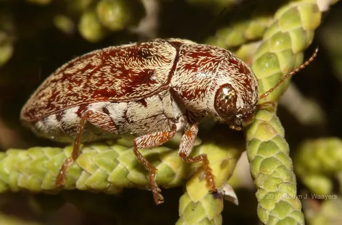 Glyptoscelimorpha juniperae - photo 2