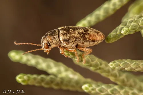 Glyptoscelimorpha marmorata