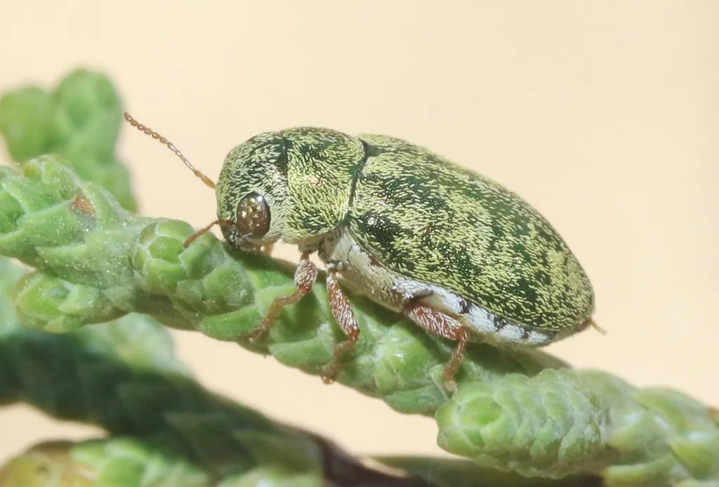 Glyptoscelimorpha viridis - photo 3