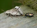 Glyptoscelis albicans