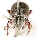 Glyptoscelis albicans - photo 4