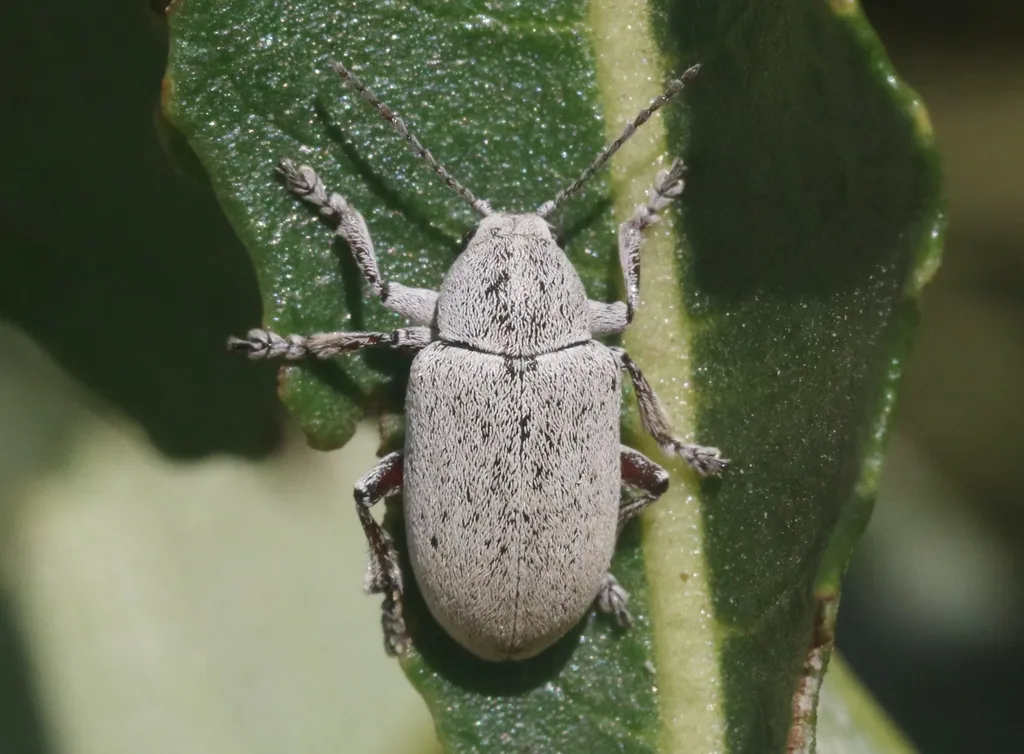 Glyptoscelis albida - photo 2
