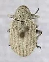 Glyptoscelis alternata