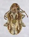 Glyptoscelis aridis