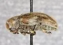 Glyptoscelis aridis - photo 2