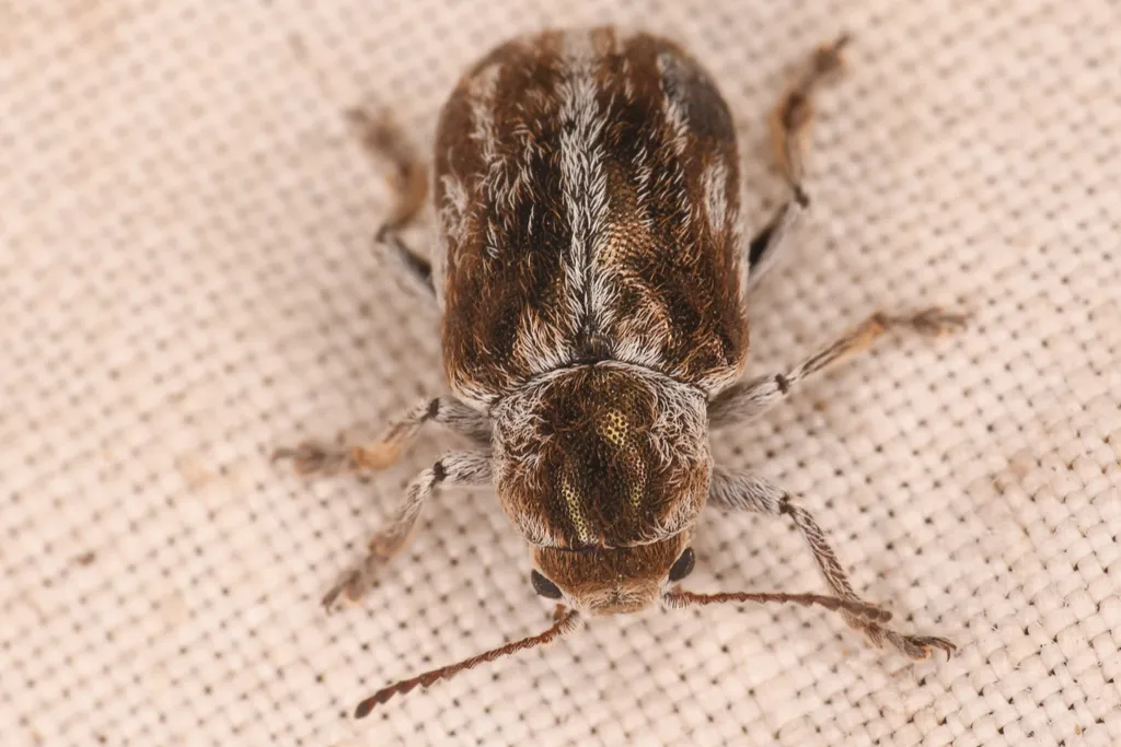 Glyptoscelis illustris - photo 2