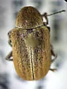 Glyptoscelis juniperi - Glyptoscelis juniperi