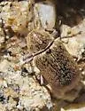 Glyptoscelis juniperi - photo 2