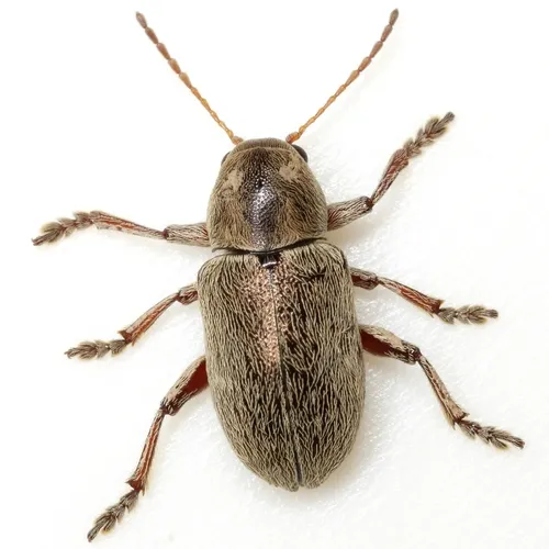 Glyptoscelis prosopis