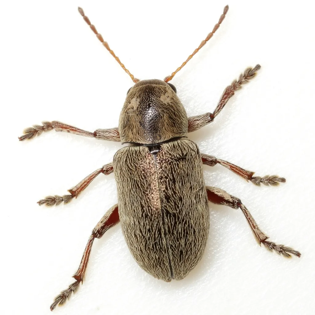 Glyptoscelis prosopis - photo 2