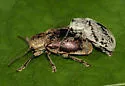 Hairy Leaf Beetle - photo 2
