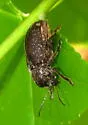 Hairy Leaf Beetle - photo 3
