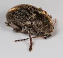 Hairy Leaf Beetle - photo 4