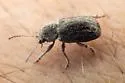 Hairy Leaf Beetle - photo 5