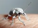 Grape Bud Beetle - Glyptoscelis squamulata