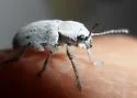 Grape Bud Beetle - photo 2
